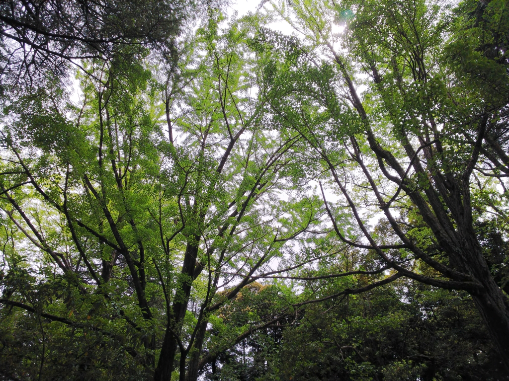 f:id:inaka:20210509203924j:image:w360