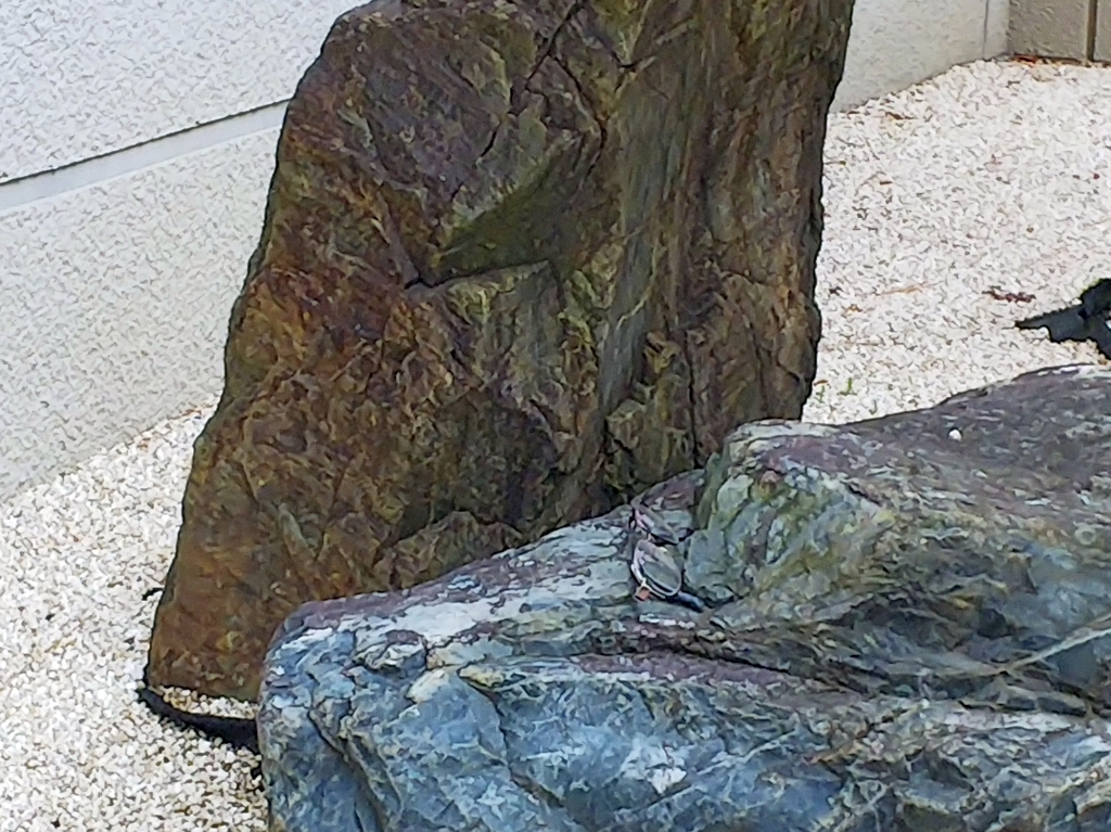 f:id:inaka:20210509204200j:image:w360