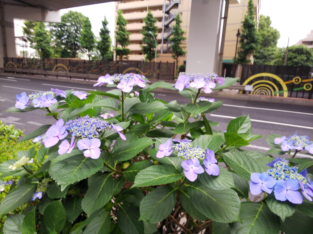 f:id:inaka:20210529201302j:image:w360