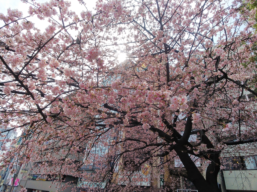 f:id:inaka:20220313195451j:image:w360