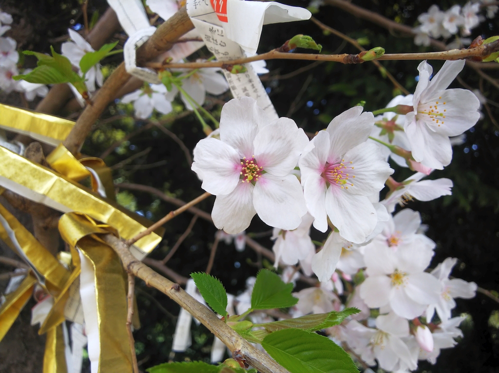 f:id:inaka:20220403205852j:image:w360