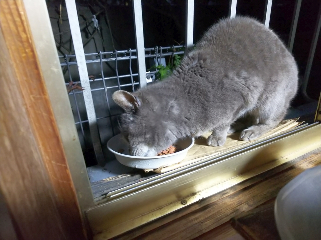 f:id:inaka:20220406223908j:image:w360