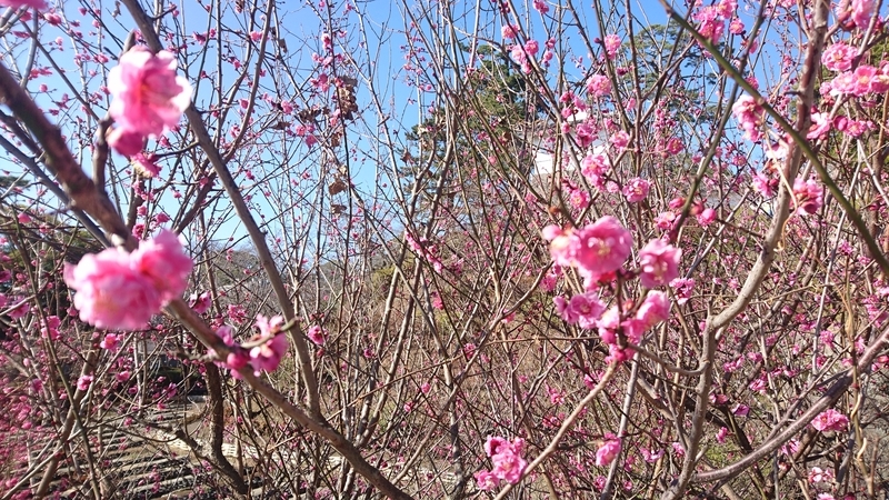 f:id:inakade:20190208102313j:plain