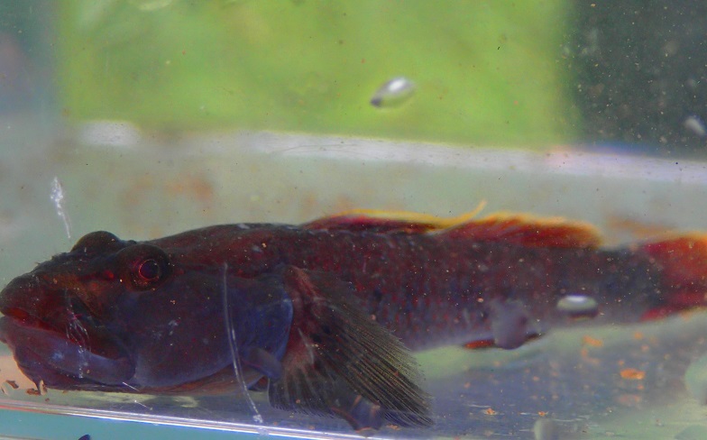 f:id:inakadss:20160725234148j:plain