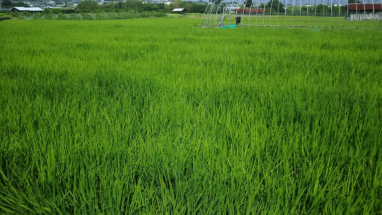 f:id:inakadss:20160812220733j:plain