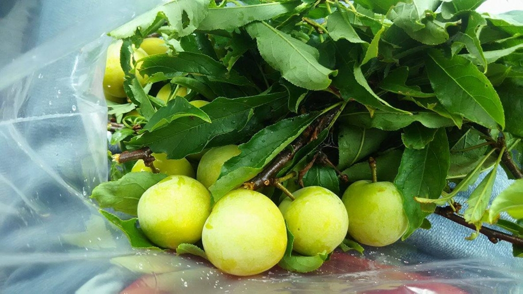 f:id:inakadss:20170830081315j:plain