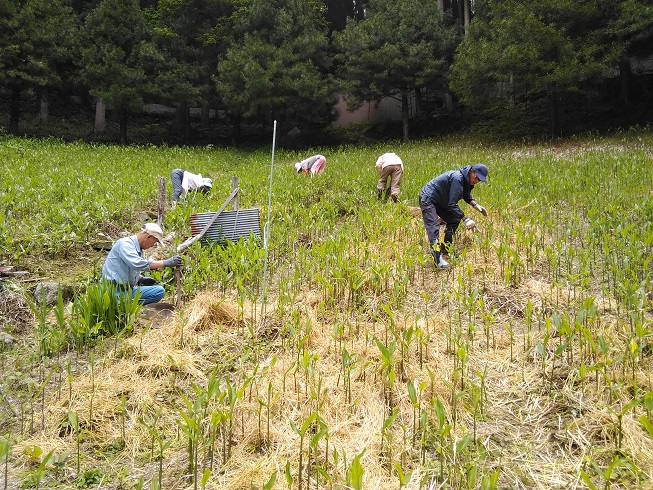 みんなでミョウガ畑のお手入れ いなか伝承社 地域活性化支援 のブログ