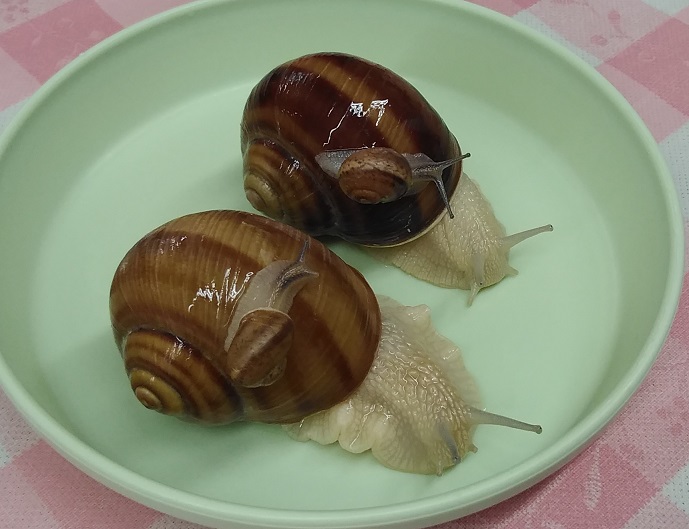 f:id:inakadss:20190311183742j:plain f:id:inakadss:20190311183742j:plain