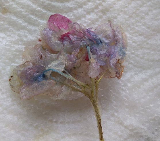 f:id:inakadss:20190721230106j:plain