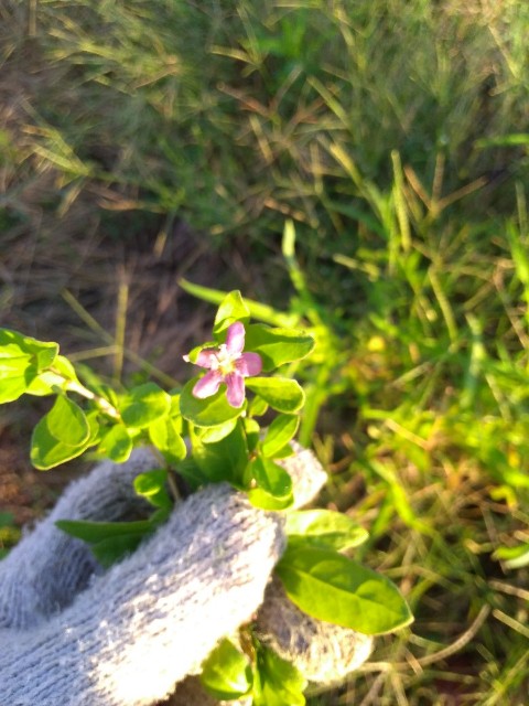 f:id:inakadss:20190912075836j:image
