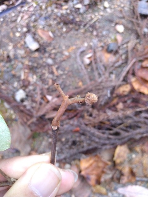 f:id:inakadss:20191206114710j:image f:id:inakadss:20191206114710j:image