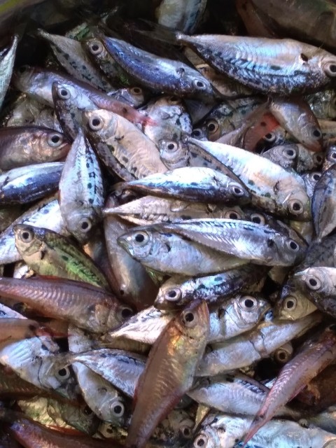 ここにしか無い魚醤の仕込みを行いました いなか伝承社 地域活性化支援 のブログ