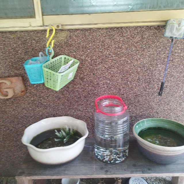 f:id:inakag:20240516151954j:image