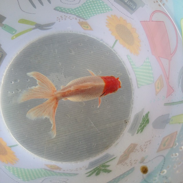 f:id:inakag:20240612185822j:image f:id:inakag:20240612185822j:image