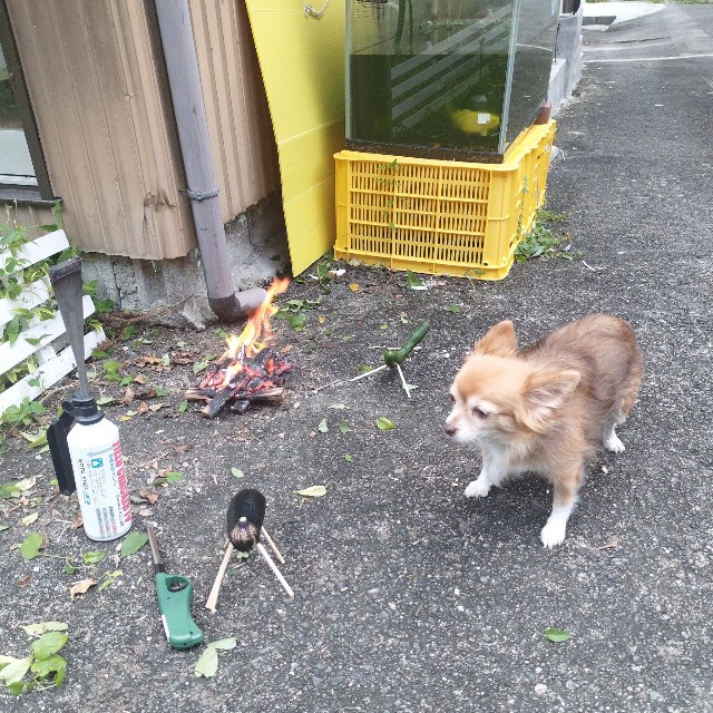 f:id:inakag:20240815202405j:image f:id:inakag:20240815202405j:image