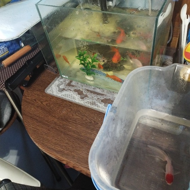 f:id:inakag:20240911094439j:image f:id:inakag:20240911094439j:image