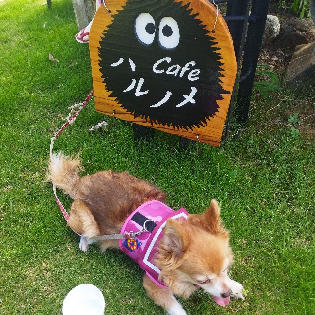 f:id:inakag:20240926145024j:image f:id:inakag:20240926145024j:image