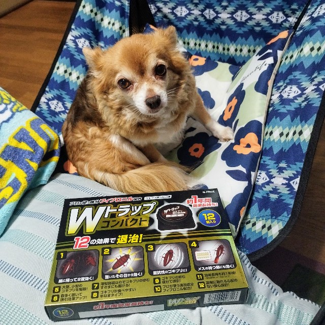 f:id:inakag:20241004093721j:image