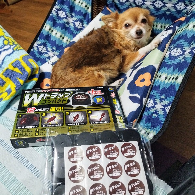 f:id:inakag:20241004093730j:image