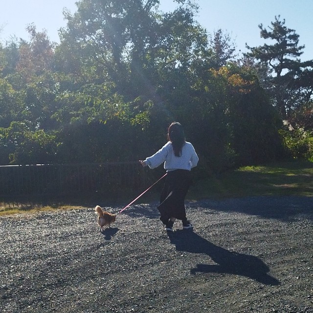 f:id:inakag:20241121221525j:image