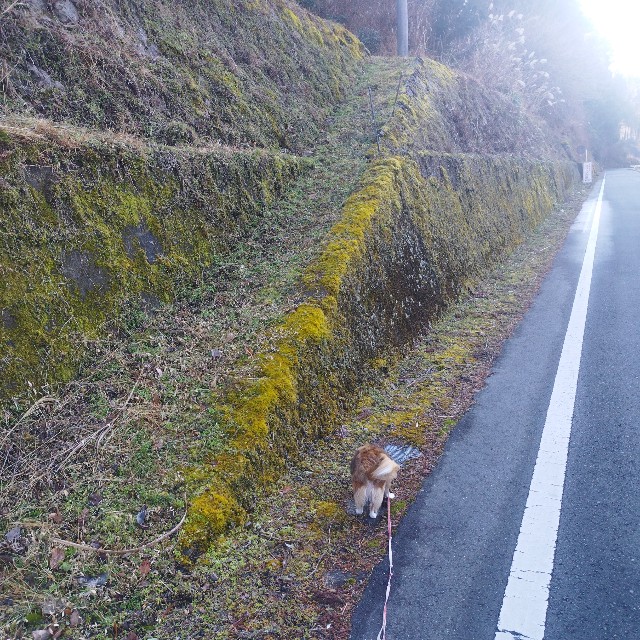 f:id:inakag:20250125155554j:image f:id:inakag:20250125155554j:image