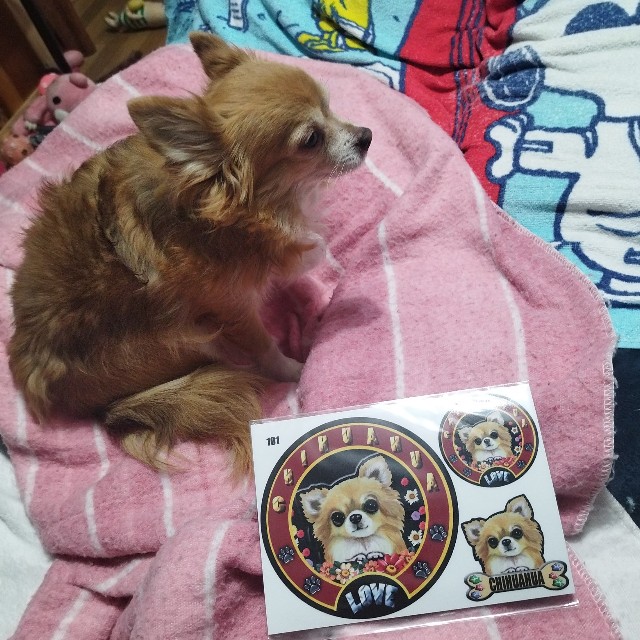 f:id:inakag:20250224224154j:image f:id:inakag:20250224224154j:image