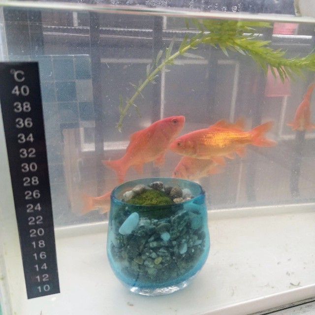 f:id:inakag:20250304124344j:image