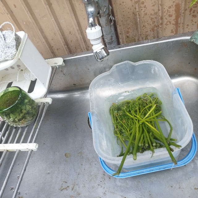 f:id:inakag:20250412182918j:image