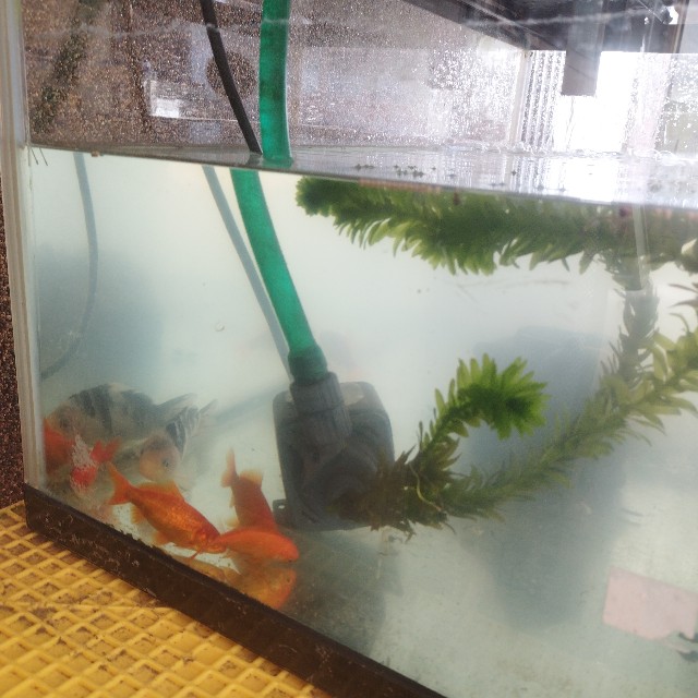 f:id:inakag:20250427131847j:image f:id:inakag:20250427131847j:image