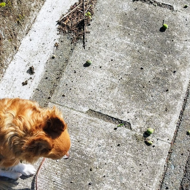 f:id:inakag:20250504174624j:image f:id:inakag:20250504174624j:image