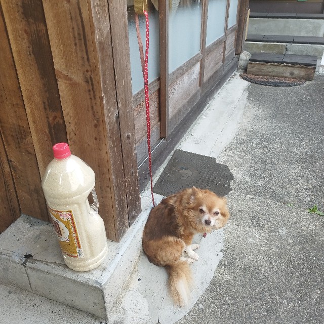 f:id:inakag:20250516064243j:image