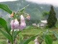 f:id:inakajikan:20110611124718j:image:medium