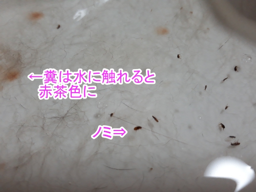にゃんこ 緊急事態宣言 完全室内飼いで猫ノミ大発生 ほしいもんが いっぱい