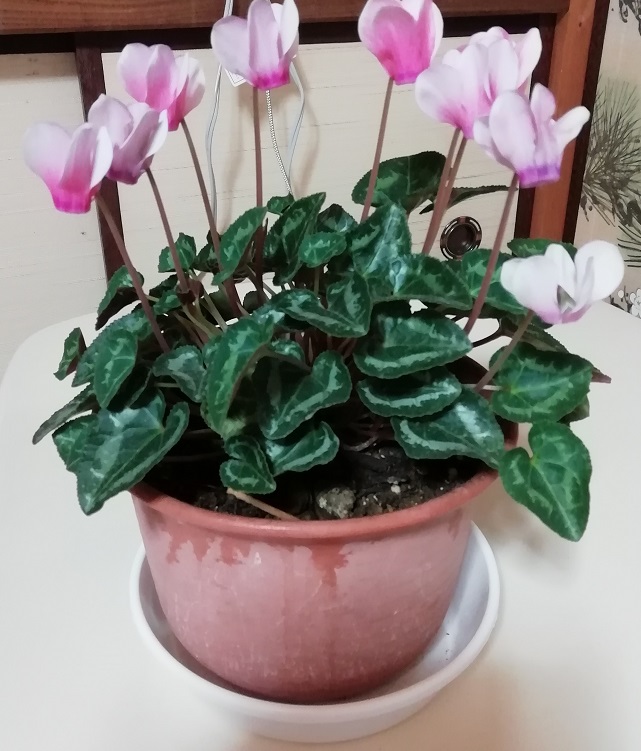 f:id:inakanite:20210316233401j:plain
