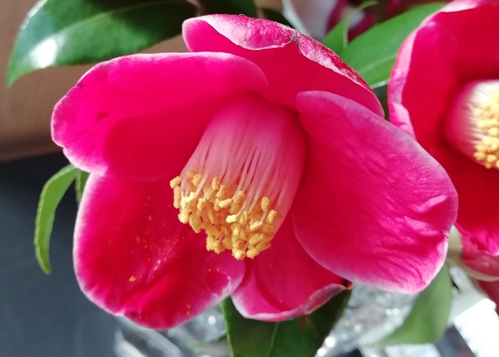 f:id:inakanite:20210411193831j:plain