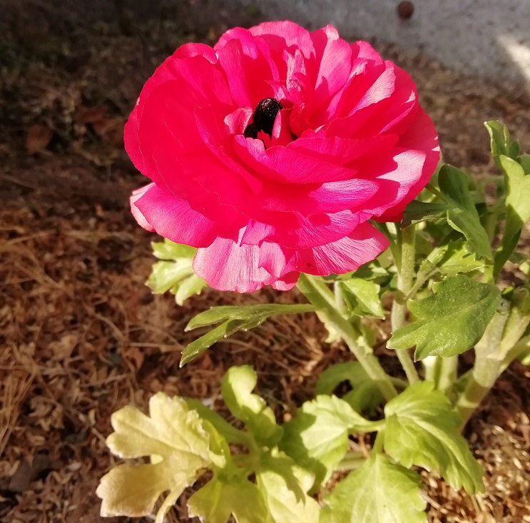 f:id:inakanite:20210411193853j:plain