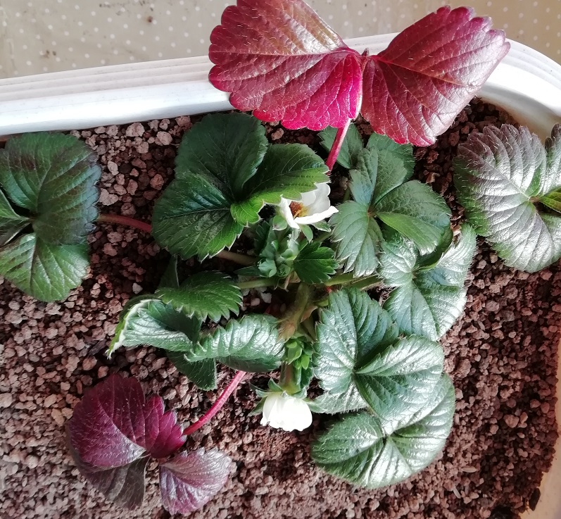 f:id:inakanite:20210411193915j:plain