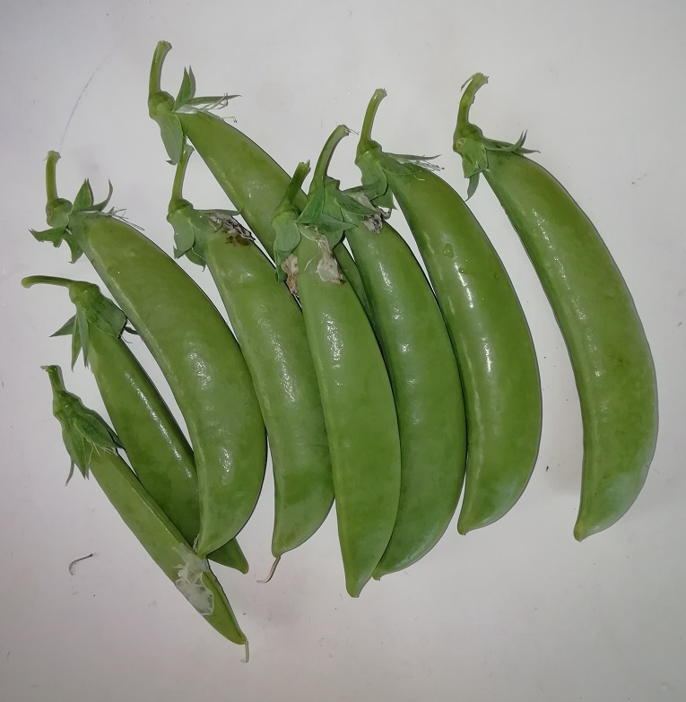 f:id:inakanite:20210623222941j:plain