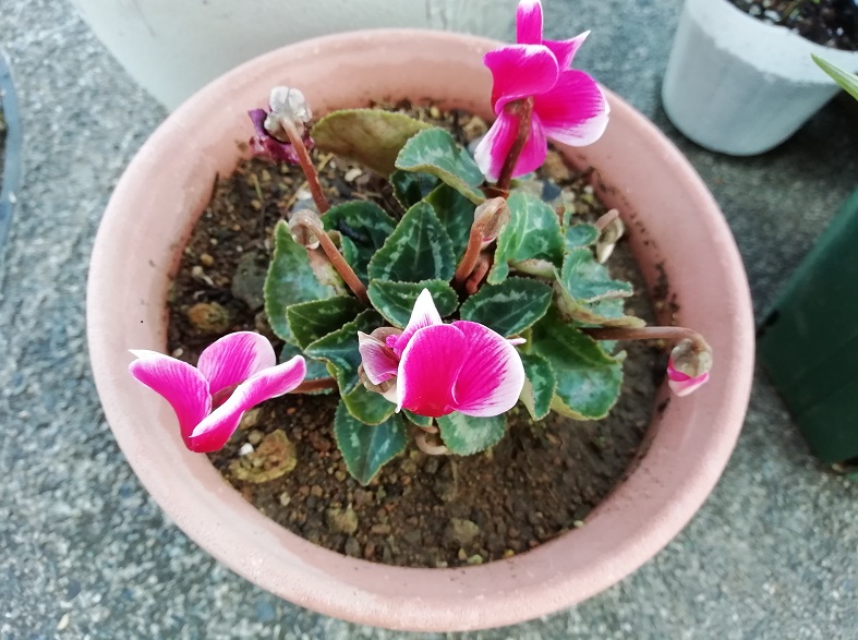 f:id:inakanite:20210731084708j:plain