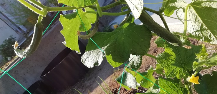 f:id:inakanite:20210731084733j:plain