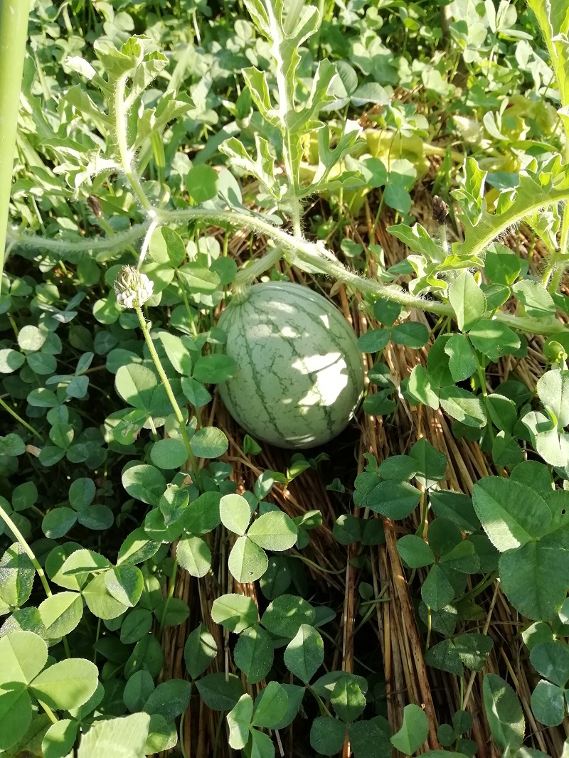 f:id:inakanite:20210731084800j:plain