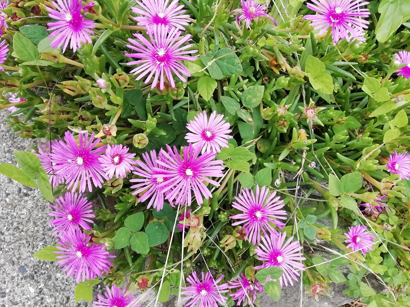 f:id:inakanite:20210818101801j:plain