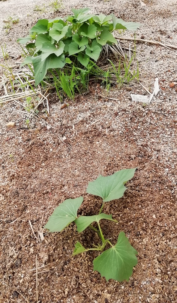 f:id:inakanite:20210818101907j:plain