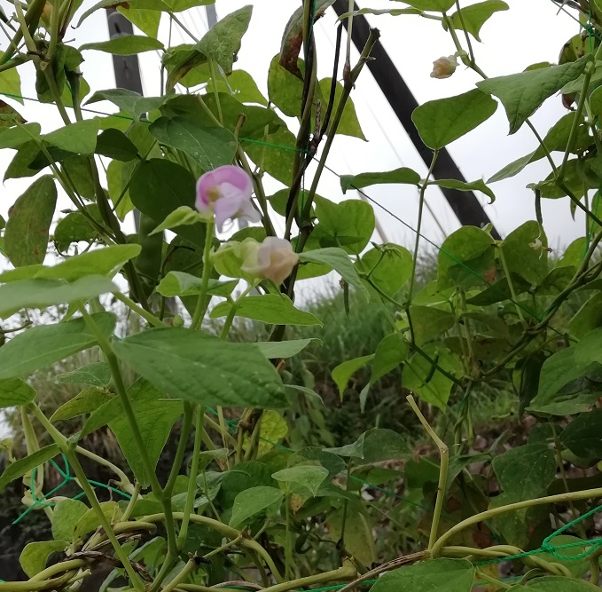 f:id:inakanite:20210902130643j:plain