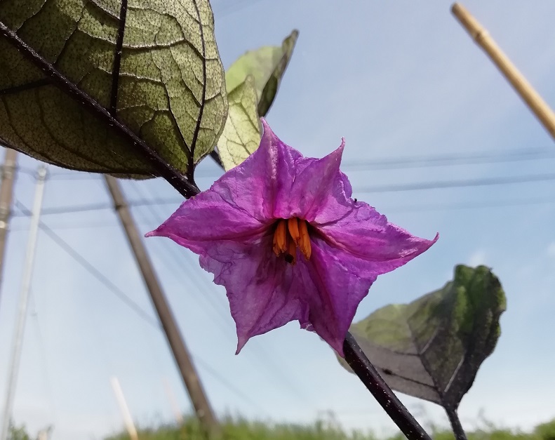f:id:inakanite:20210908112007j:plain