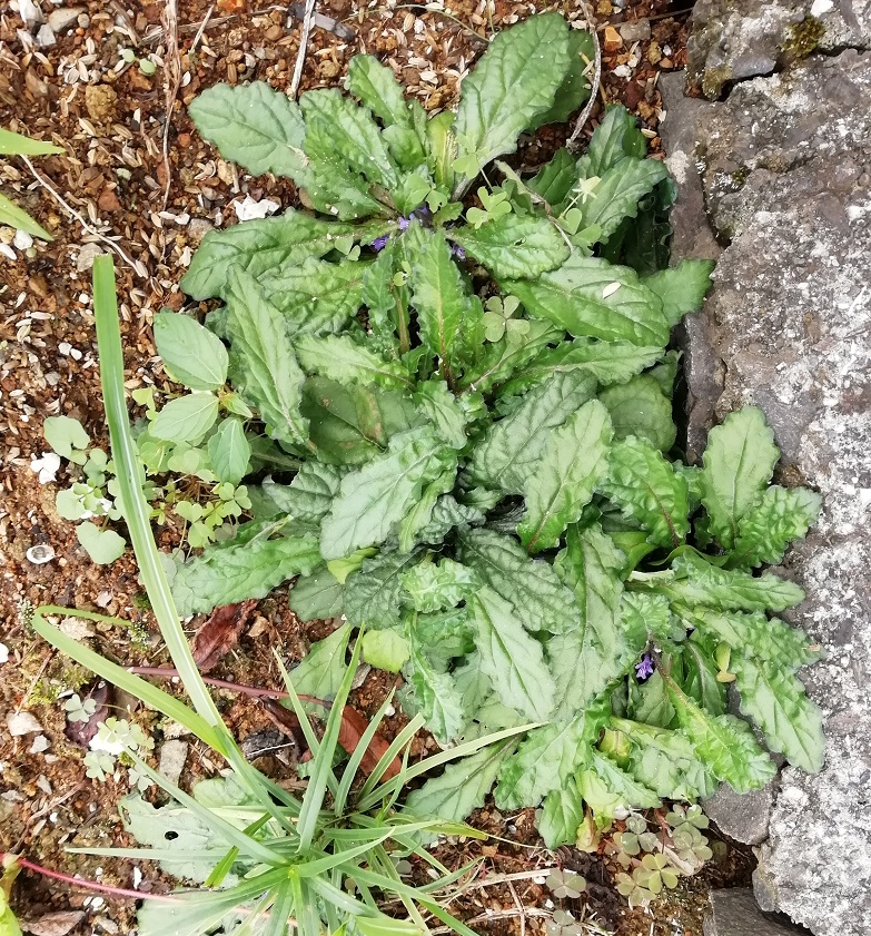 f:id:inakanite:20210919095910j:plain