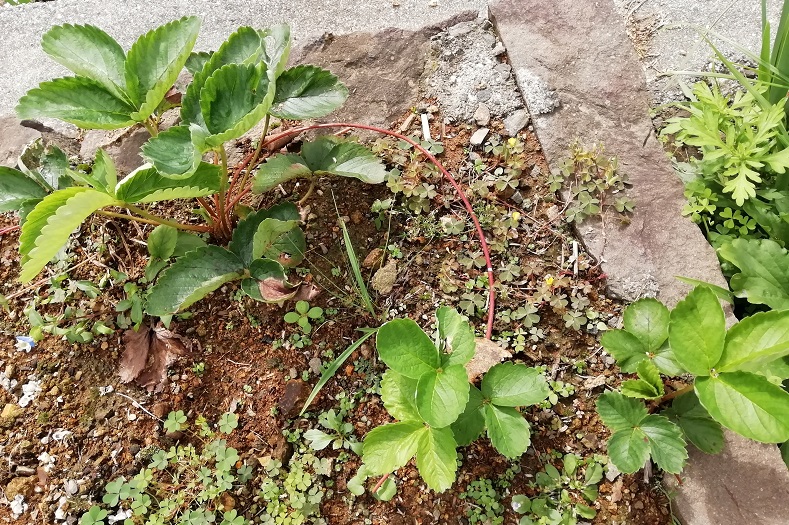 f:id:inakanite:20210919095931j:plain