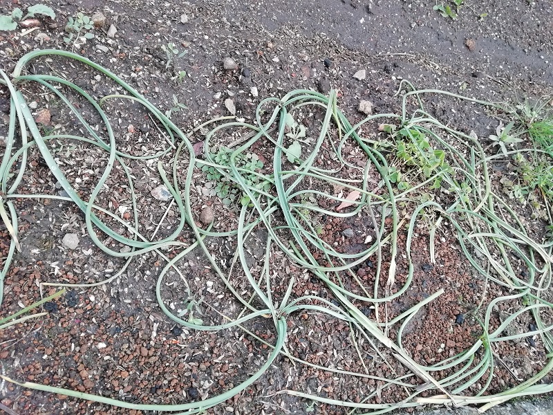 f:id:inakanite:20211112184948j:plain