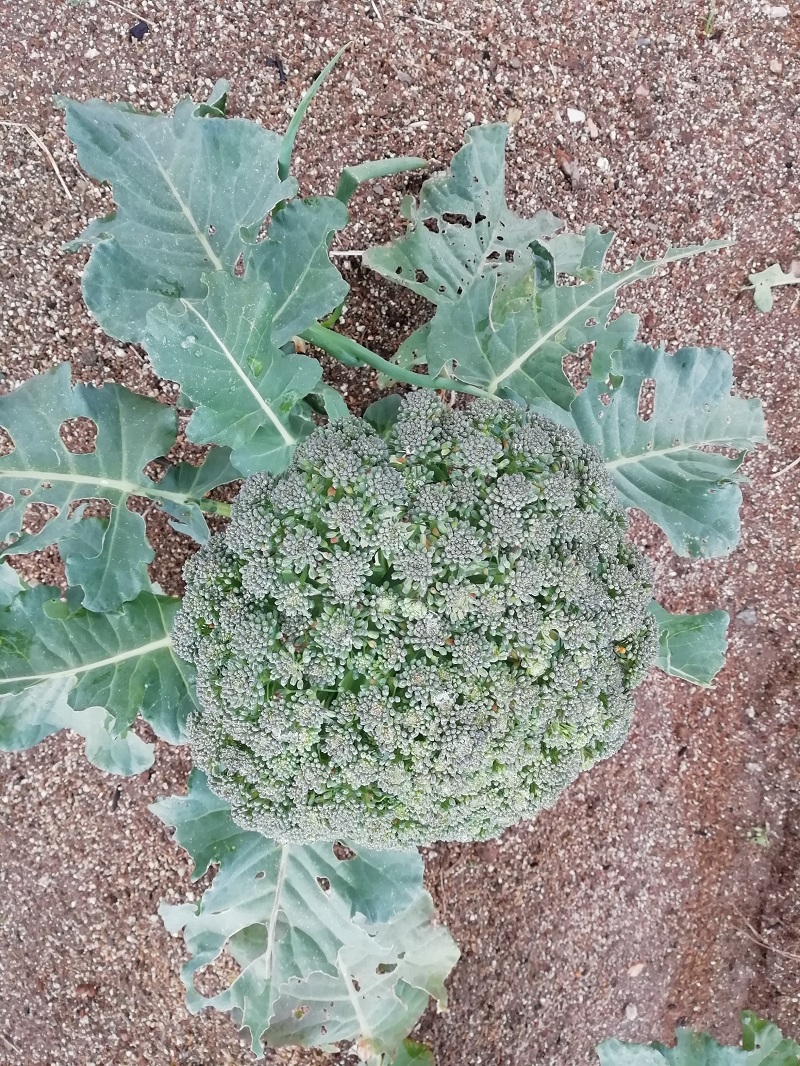 f:id:inakanite:20211112185008j:plain