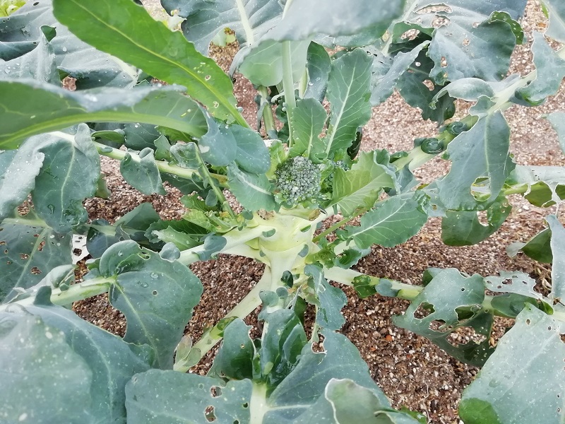 f:id:inakanite:20211112185023j:plain